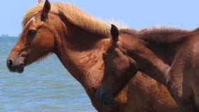 'Got all that?': Grandmother horse gives birth, paternity mystery baffles park rangers