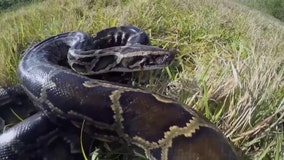 Florida Python Challenge aims to remove invasive species from Everglades