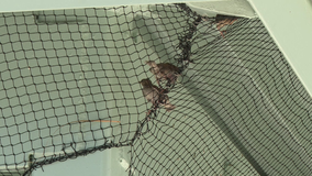 Trapped baby birds rescued from netting put up at St. Pete shopping plaza