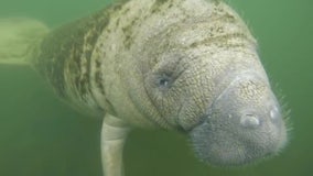 Crystal River serving as a refuge for the Florida Manatee