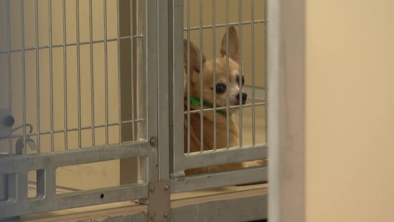 More than 30 animals rescued from Hillsborough County mobile home: Officials