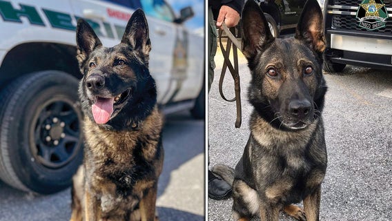 Pasco County K9s retire, staying with partners