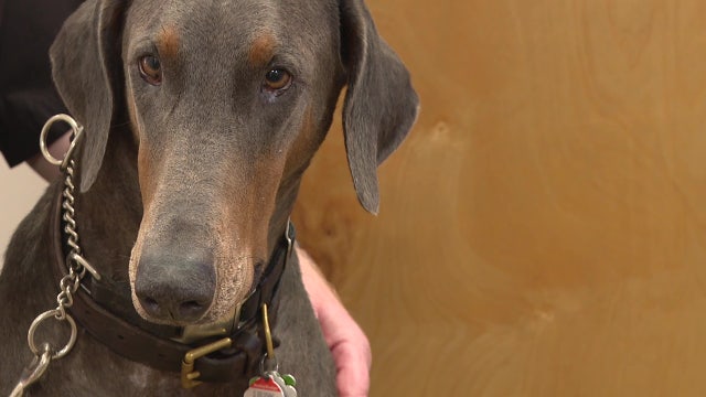 Bay Area church helps keep animals in forever homes with pet food pantry