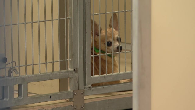 More than 30 animals rescued from Hillsborough County mobile home: Officials