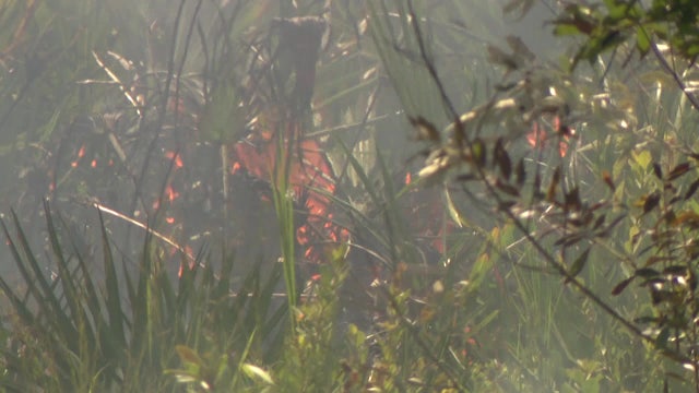 Southwest Florida Water Management District runs controlled burns in Hillsborough County