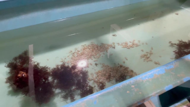 Former Manatee County service station transformed into Shellfish Hatchery