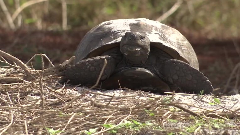 A lawsuit is seeking protection for gopher tortoises.