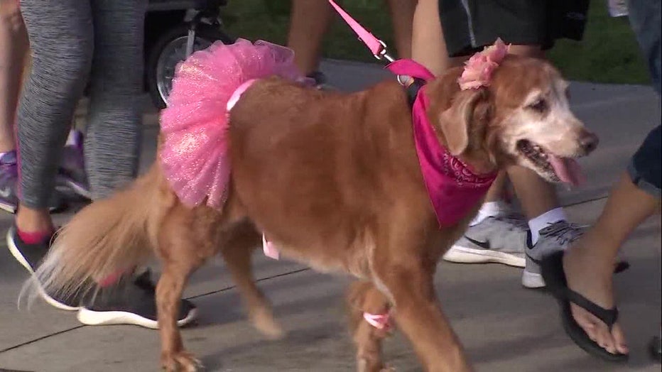 Even furry friends can participate in walks.