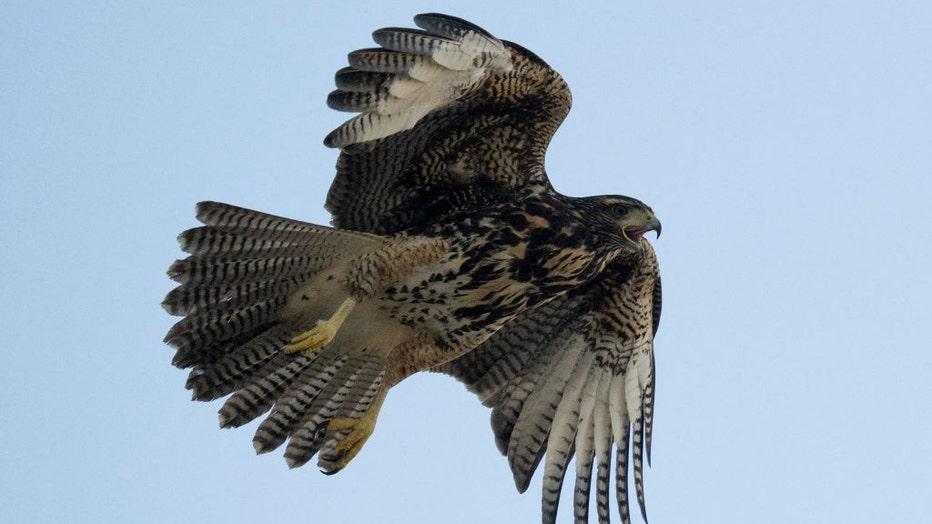 A-hawk-flying-in-the-air.jpg