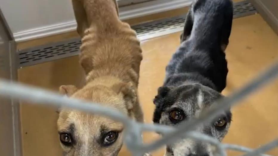 dog9.jpg