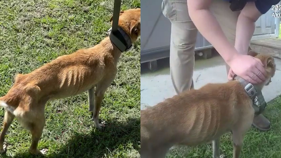 dogs-3.png