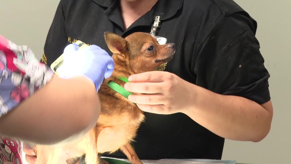 28 chihuahuas were rescued.