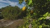 Most of Florida's orange crop washed away by Hurricane Milton, squeezing industry at height of harvest