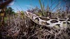 Python hunter: Animal populations now critical in Florida Everglades