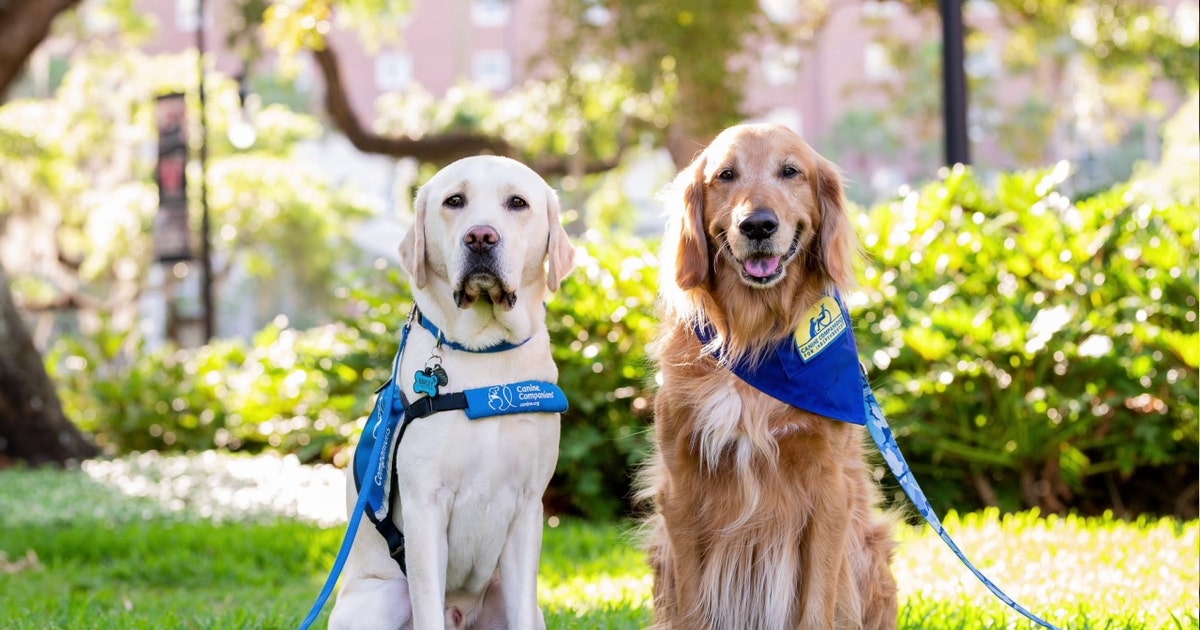 Hillsborough's 'Courthouse Dogs' bring emotional support to children ...