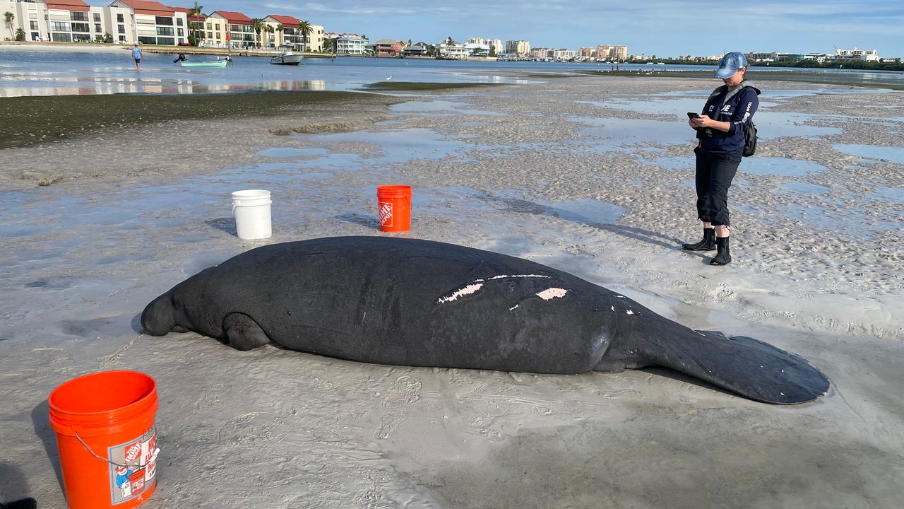 Clearwater police, FWC rescue nearly 11-foot manatee stranded on