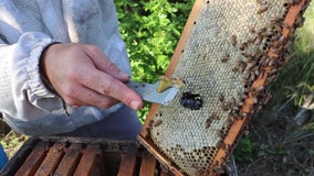 Bees helping replenish the mangrove population in Tampa Bay