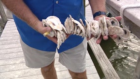 Tampa Bay Watch re-purposes discarded oyster shells, rebuilds coastline