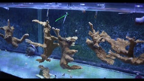 Florida Aquarium’s Coral Conservation Program leads the way with laboratory coral spawning