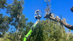 Lutz tree trimmer critically injured after hitting live power line with chain saw, firefighters say