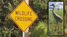 New signs warning Hillsborough drivers about wildlife aim to better protect sandhill cranes