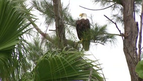 Eagles symbol of American strength while Floridians continue to rebuild after Hurricane Ian