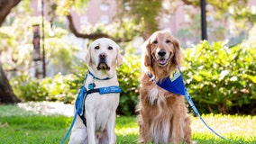 Hillsborough's 'Courthouse Dogs' bring emotional support to children testifying in court