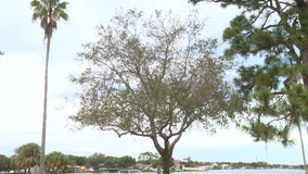 Trees losing leaves in Pinellas County after Hurricane Idalia