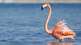 Flamingo found off St. Pete Beach after Hurricane Idalia released back into the wild