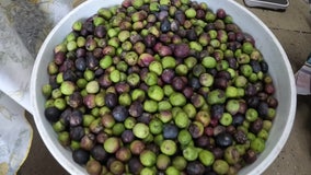 Hernando County olive orchard providing visitors with a taste of Tuscany