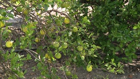 Treatments for citrus greening providing hope for the orange industry as production declines