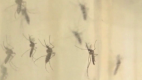 Mosquito-borne illness advisory lifted in Sarasota, Manatee counties