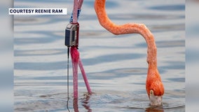 Tracker to remain on ‘Peaches the flamingo’ as signs go up asking people to stay away from the bird