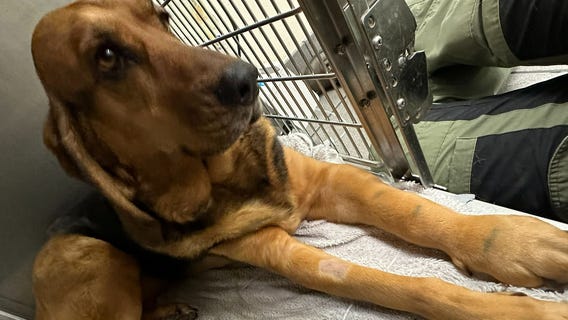 Bradenton police K9 bitten by snake during search-and-rescue training