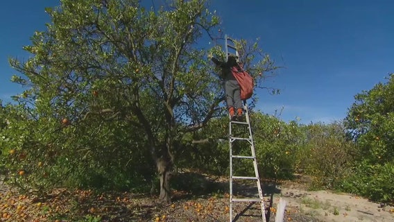 Hurricane Idalia caused between $80 million and $370 million in agriculture damages