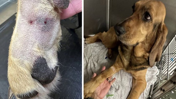 Bradenton Police K9 Liberty recovers after snake bite during training