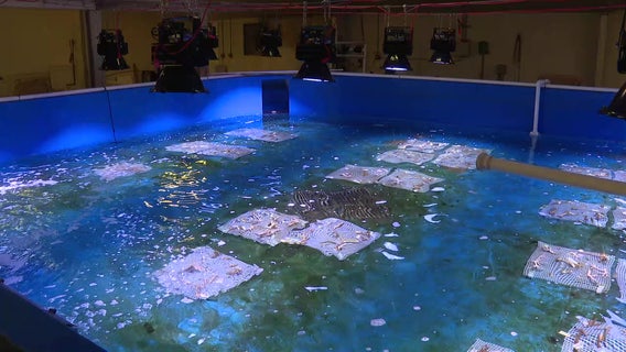 Mote Marine Laboratory Aquaculture Research Park breeding Caribbean King Crabs to help with coral restoration