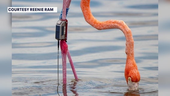 Tracker to remain on ‘Peaches the flamingo’ as signs go up asking people to stay away from the bird