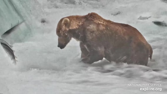 Fat Bear Week is back: Here’s how you can cast your vote