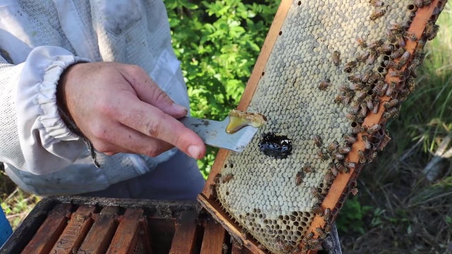 Bees helping replenish the mangrove population in Tampa Bay