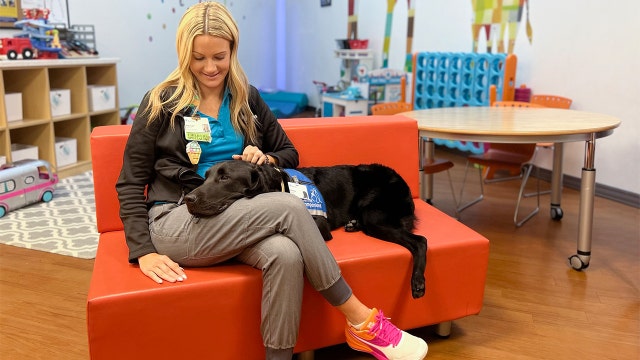 Revere, BayCare’s first full-time facility dog, brings comfort to young cancer patients during treatments