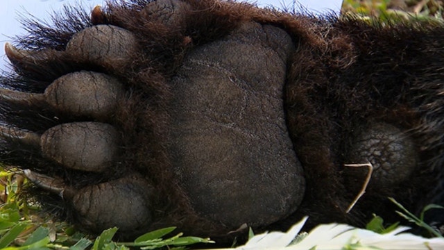 Florida sheriff says county ‘inundated’ by bears