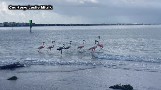 Flamingos spotted on various Pinellas County beaches following Hurricane Idalia