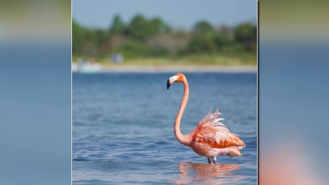 Flamingo rescued in Pinellas County after Hurricane Idalia could provide scientists with important data