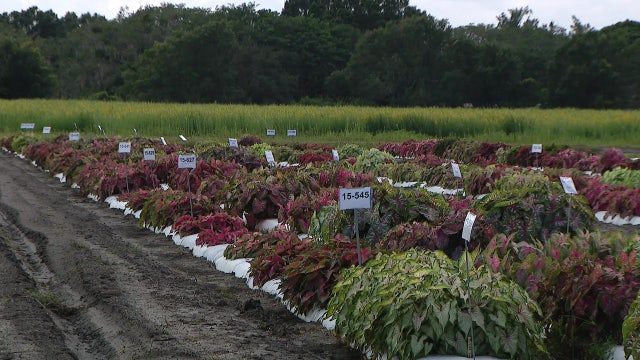UF Caladium researchers host field day for Bay Area farmers