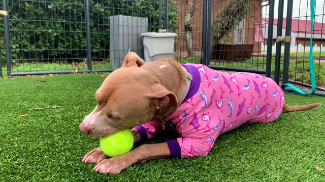 New Florida law cracking down on bans that target certain dog breeds