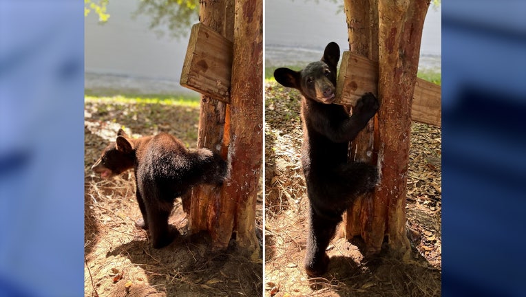 WOFL-Bear-in-tree.jpg