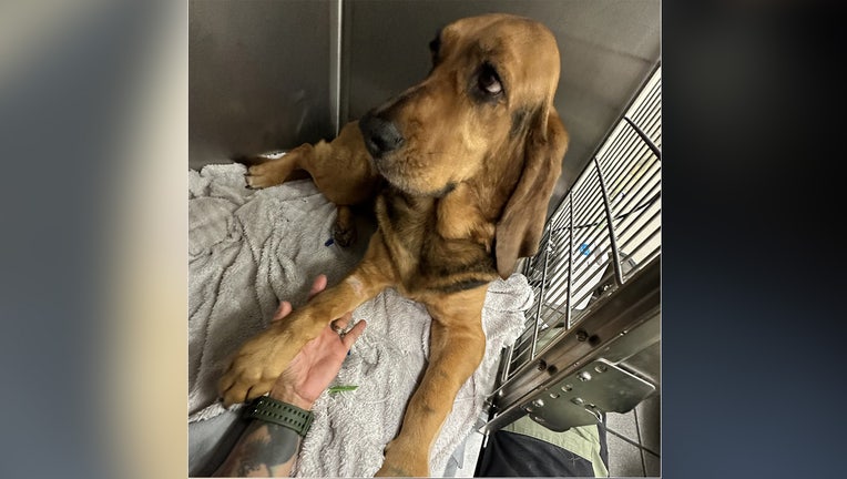 K9 Liberty is recovering after being bitten by a snake during training. Image is courtesy of the Bradenton Police Department. 