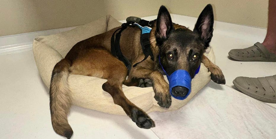 Dog Pajama - Boxing Kangaroo - Blue – SPARK PAWS