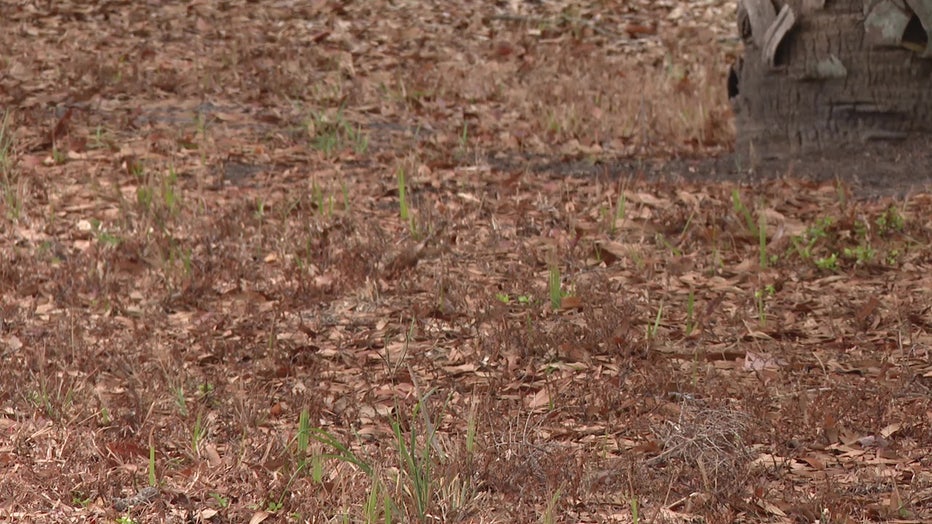 Some leaves turned brown after being exposed to high salt levels.